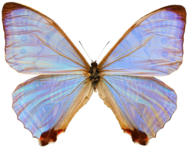 butterfly 1323 (4.8Х3.8)